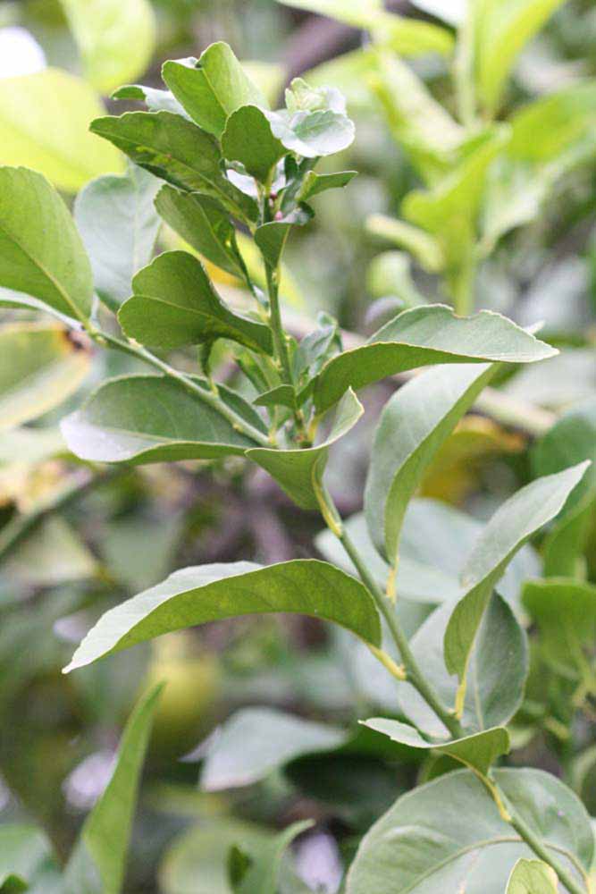           Sun leaves (Blanchard, Riverside, CA)   